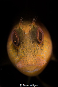 Little teeth - Snooted blenny - no crop by Taner Atilgan 